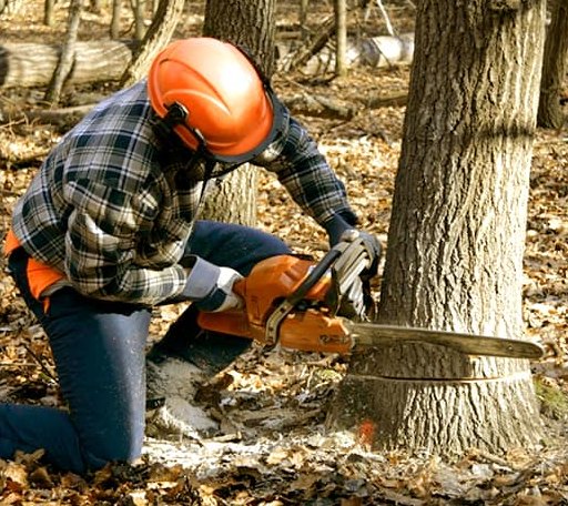 Tree Removal in Cylinder, IA